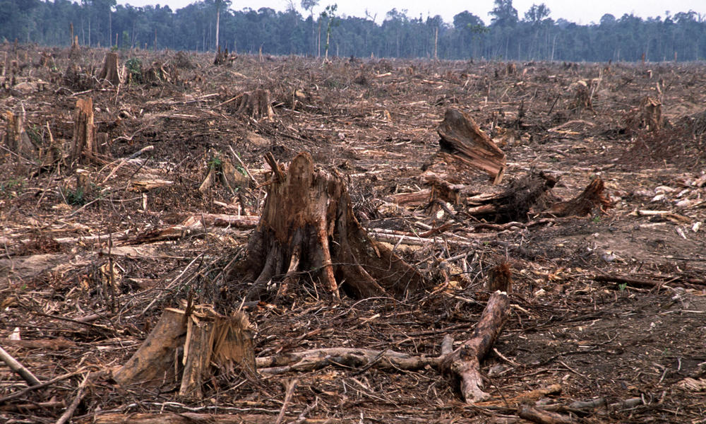 deforestation-causes-HI_104236