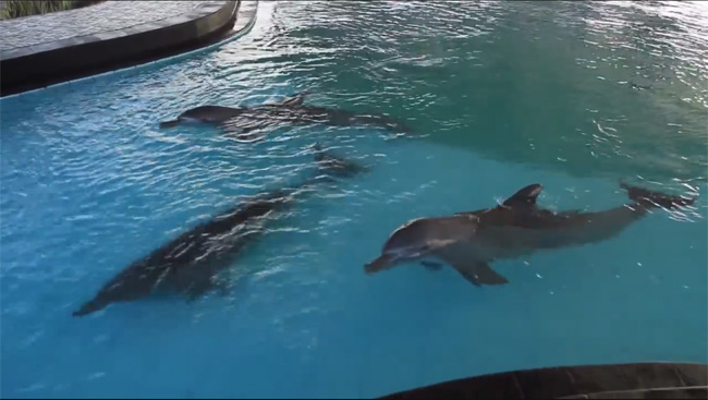 SC-Dolphins-pool-in-Keramas