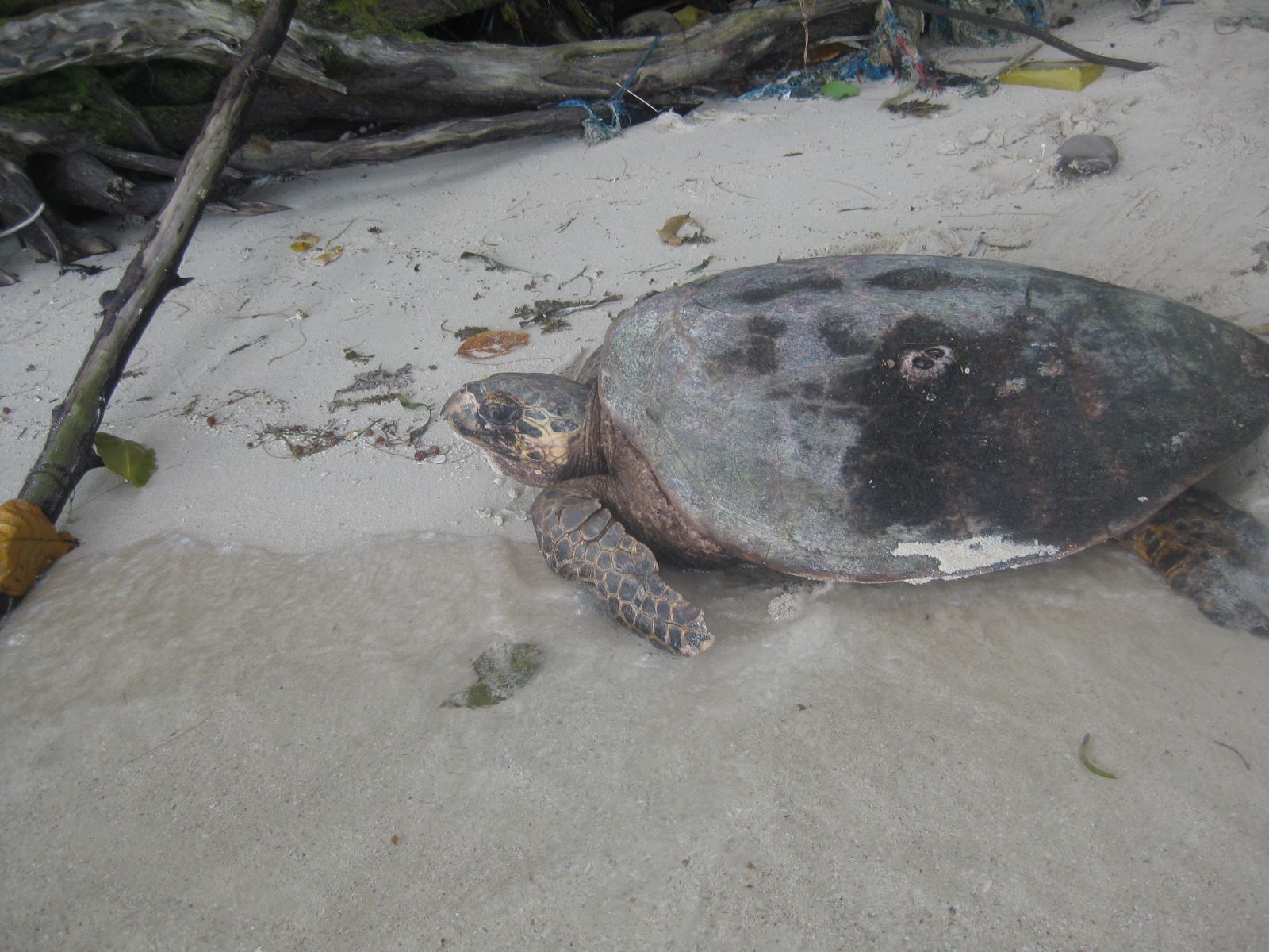 A fully grown Hawksbill Turtle.