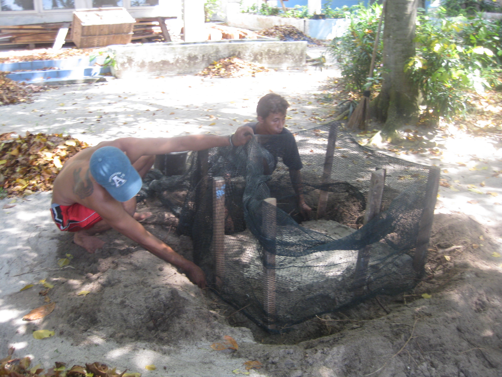 Building fences to protect nest and eggs from danger.