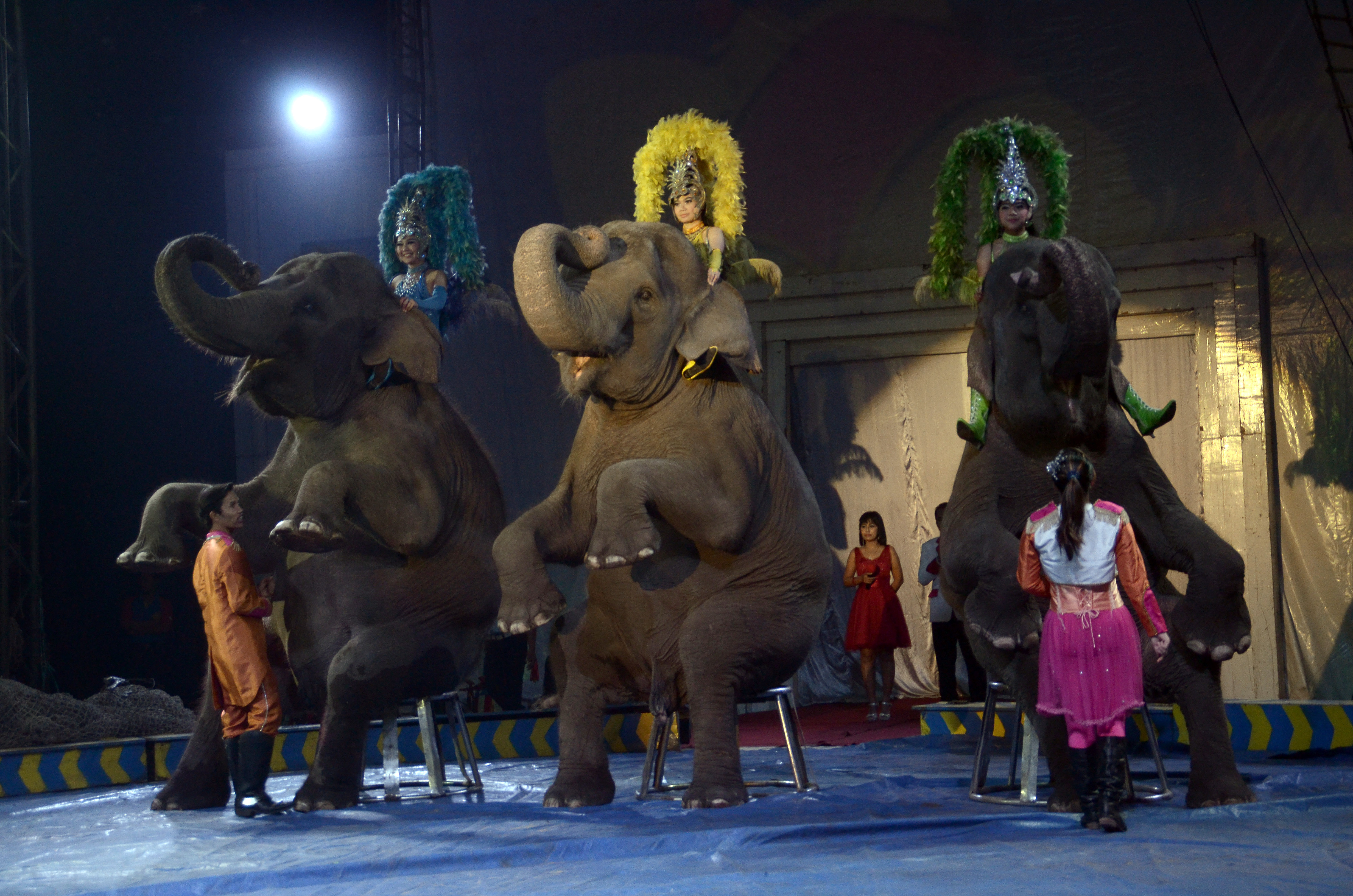 Elephants perfoming and 'sitting' like humans, on a chair in Makassar.