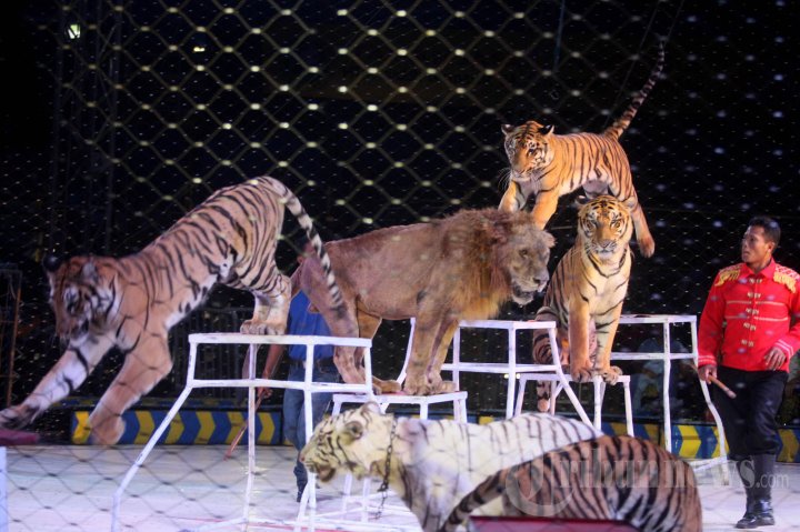 Tigers and a Lion performing.