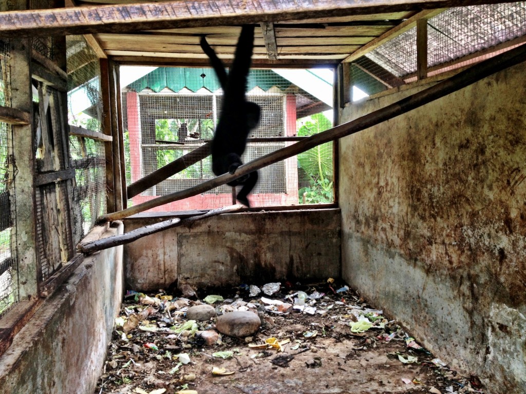 Rubbish is scattered everyone, especially on the bottom of cages.