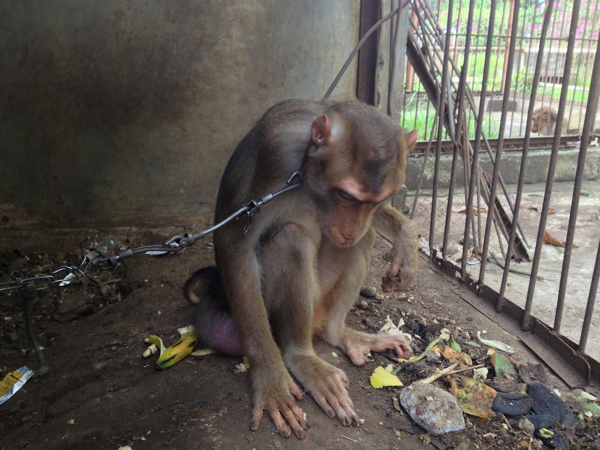 Save the animals at 'Worlds Worst Zoo' – JAKARTA ANIMAL AID NETWORK
