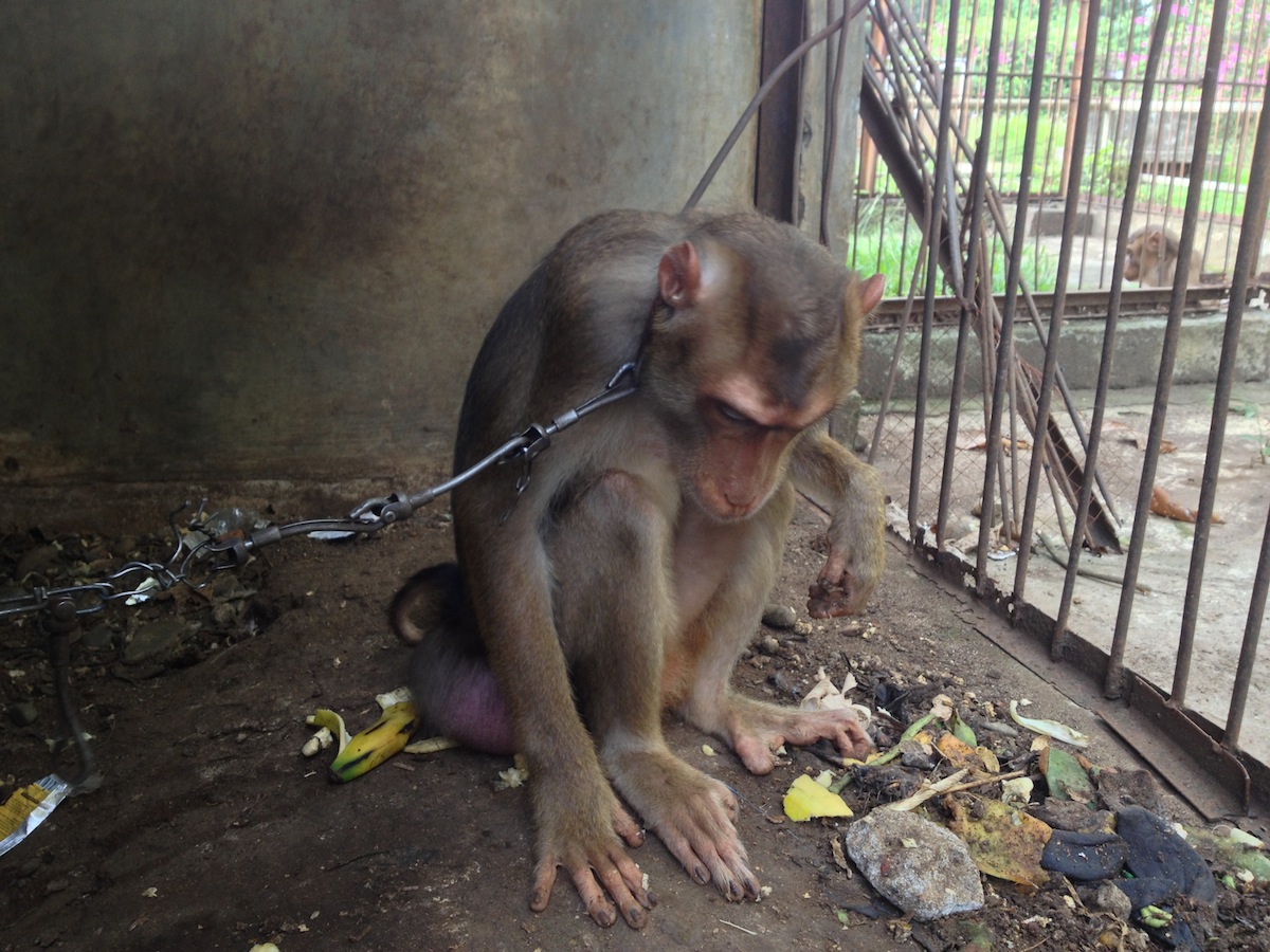 Depressed, alone & chained. As if the small cage wasn't enough.