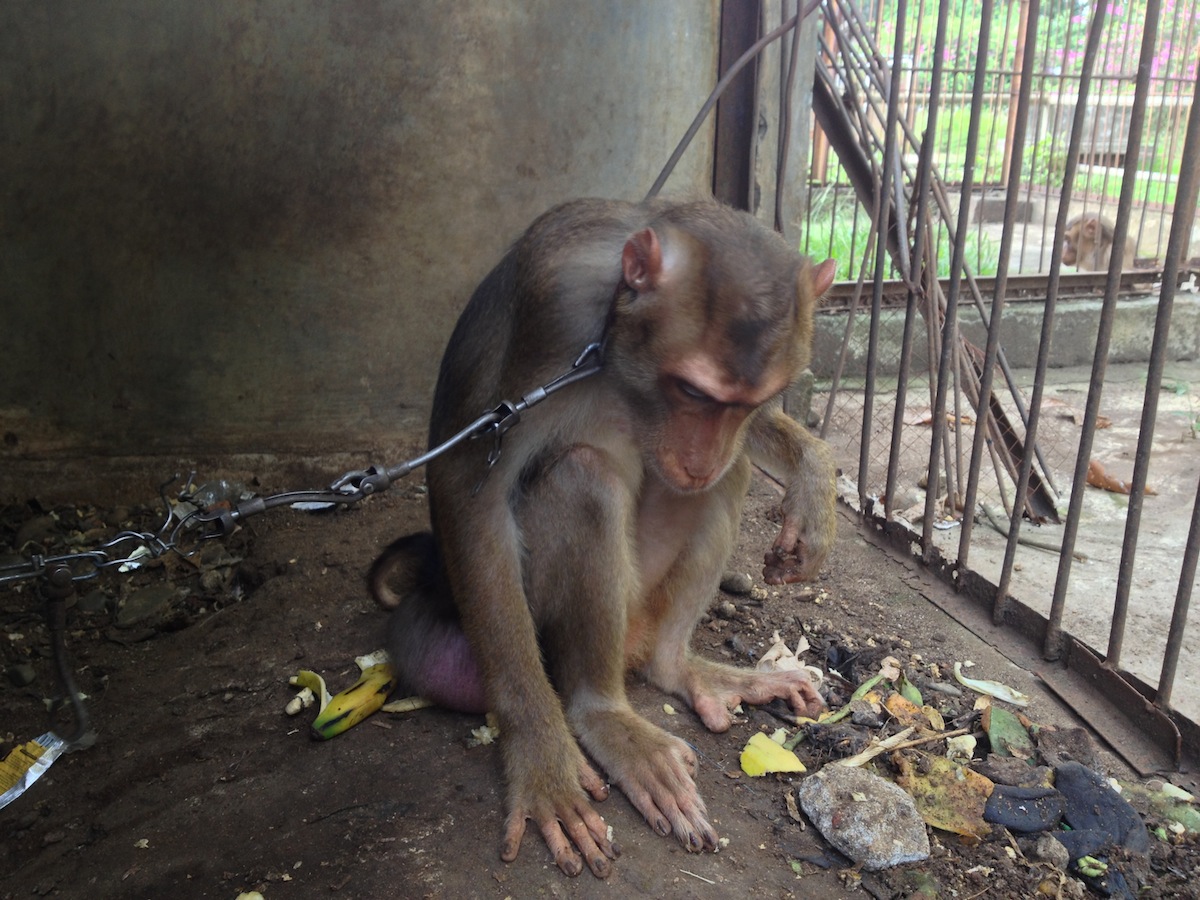 Save The Animals At Worlds Worst Zoo JAKARTA ANIMAL AID NETWORK
