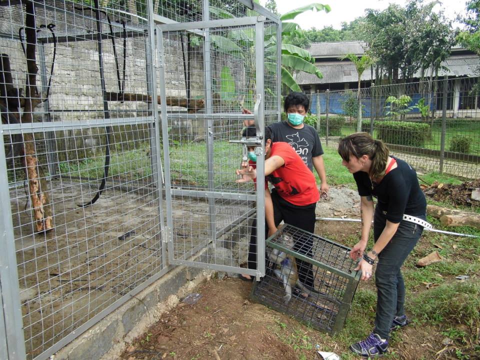 The JAAN team releasing a new Monkey into the enclosure.