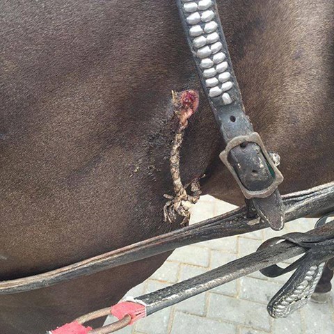 A rope going through the horses skin and muscle to 'clean the blood'.