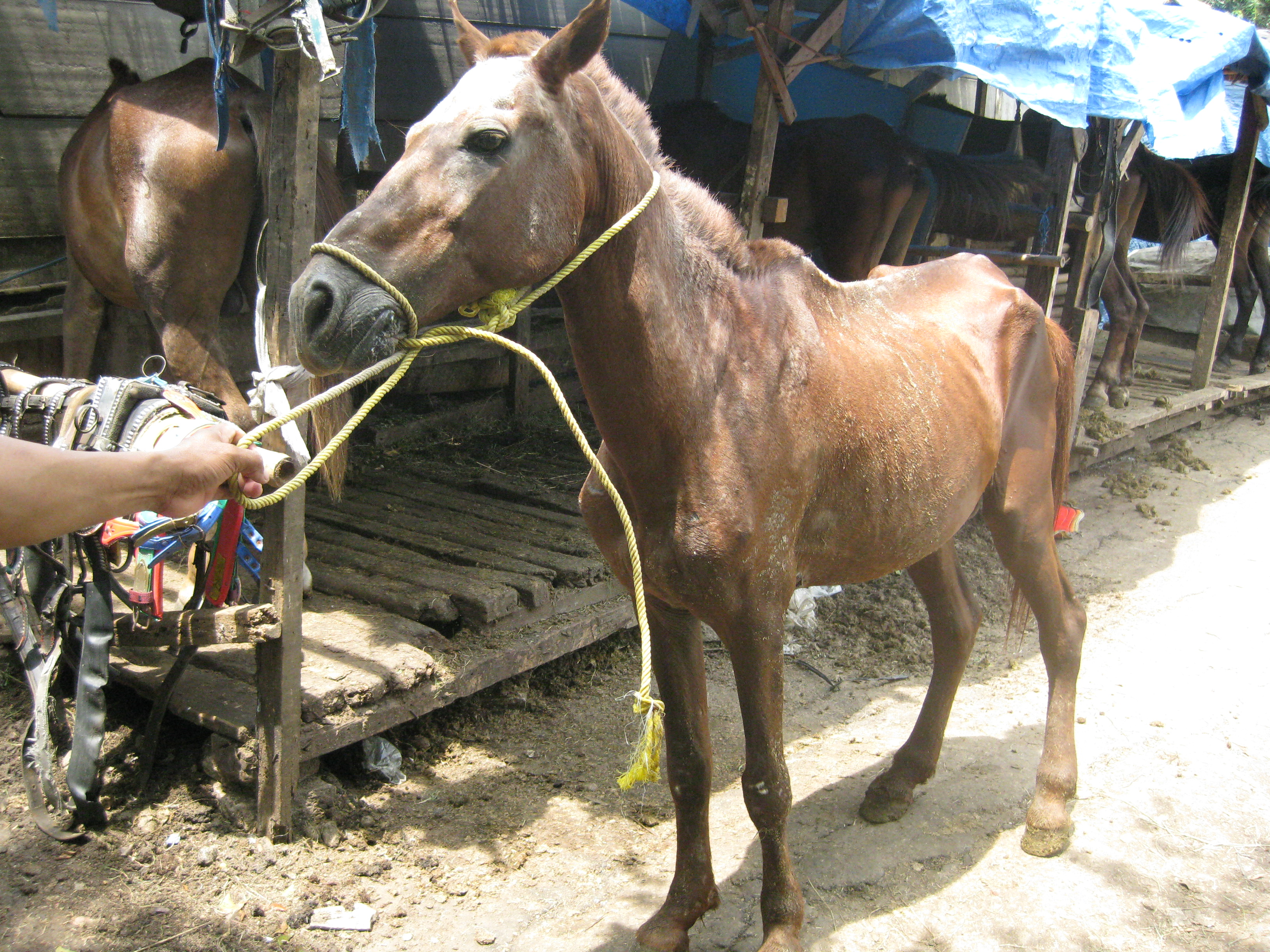The average Indonesian horse used for carriages. Very skinny and unhealthy.