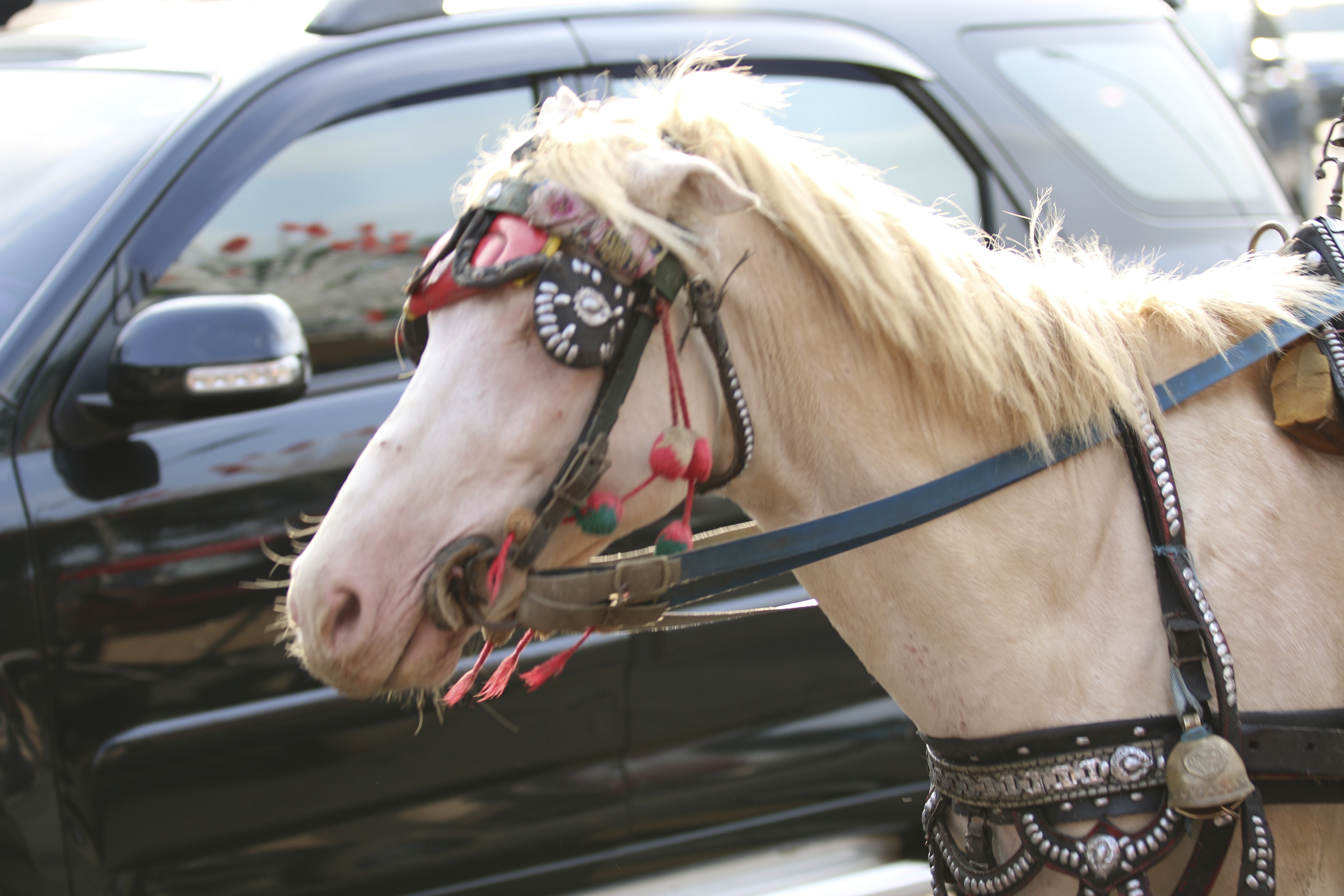 A carriage horse in Indonesia.