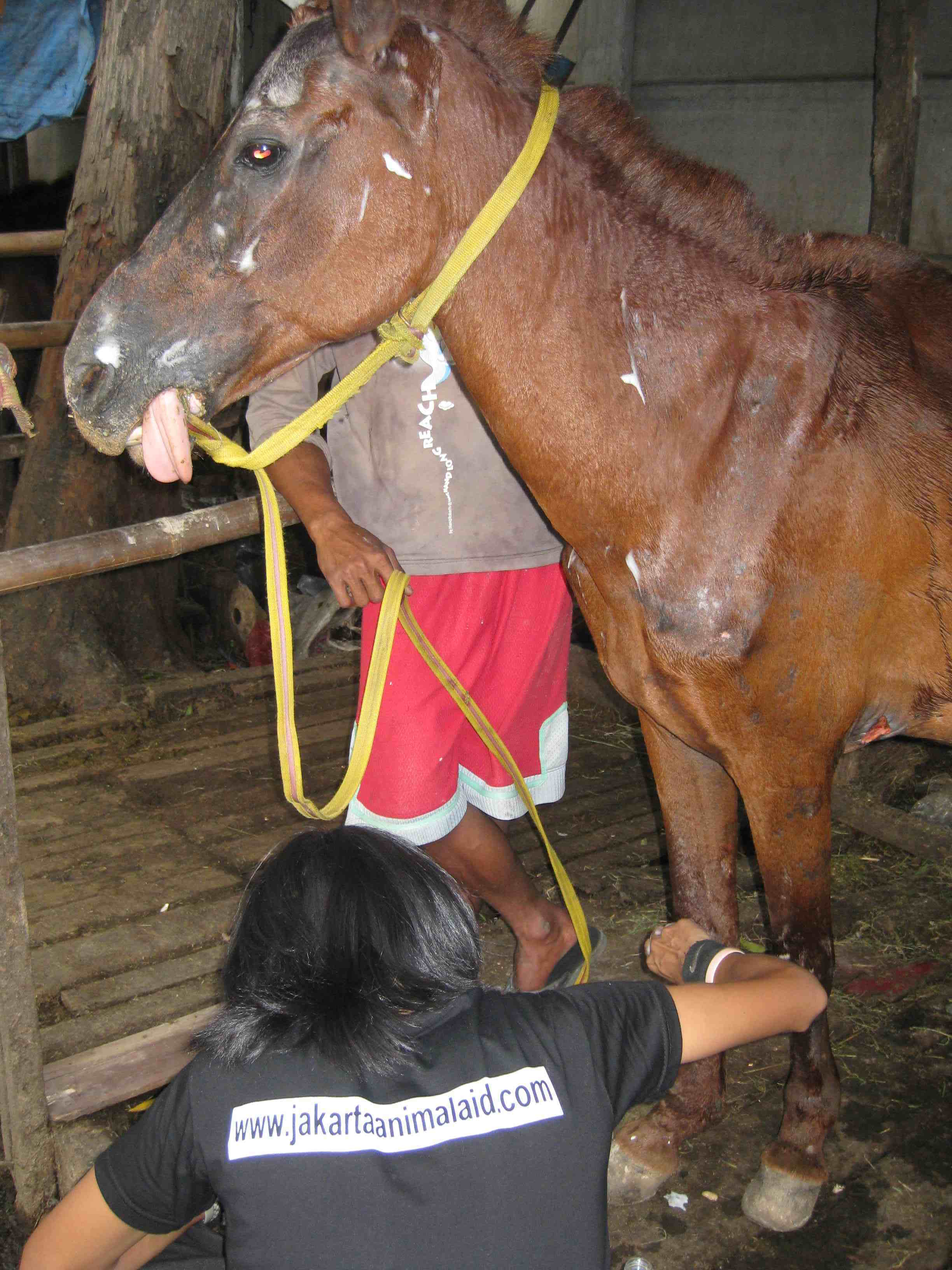 Sharing knowledge on basic horse care to the handlers.