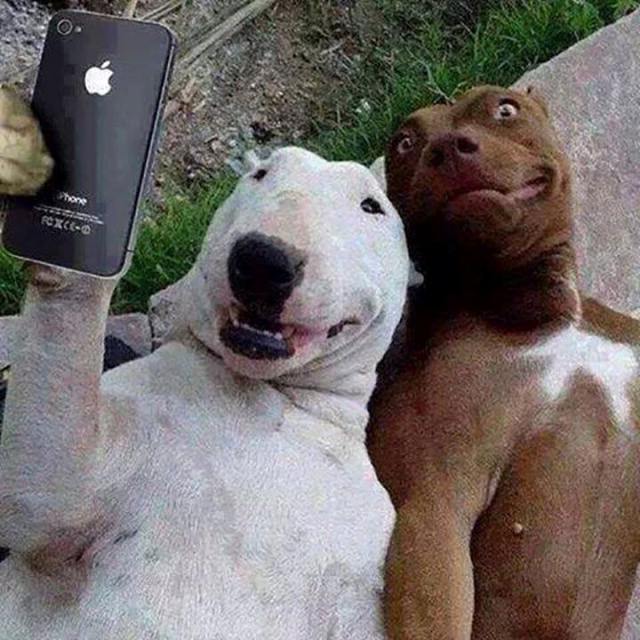 dog-selfie-iphone