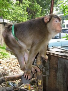 A report that got sent to us reporting this Monkey being tied by the waste with no shelter & smoking cigarets.