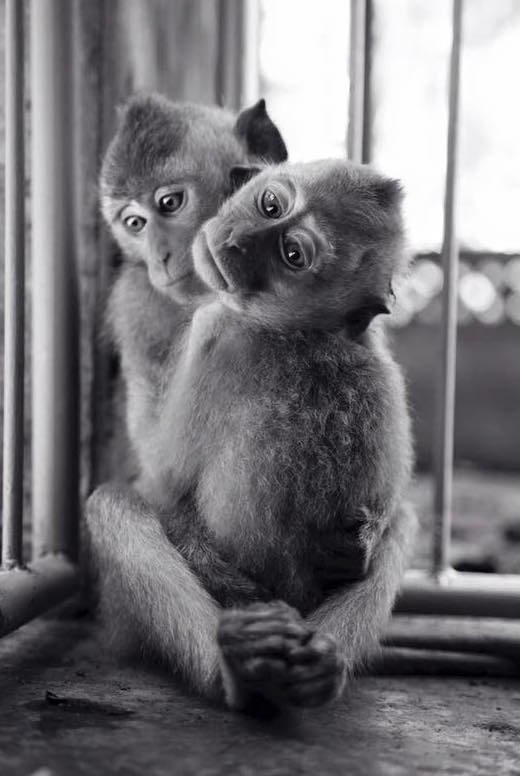 These baby Macaques have been stolen from their mums & are waiting in a market to be sold.