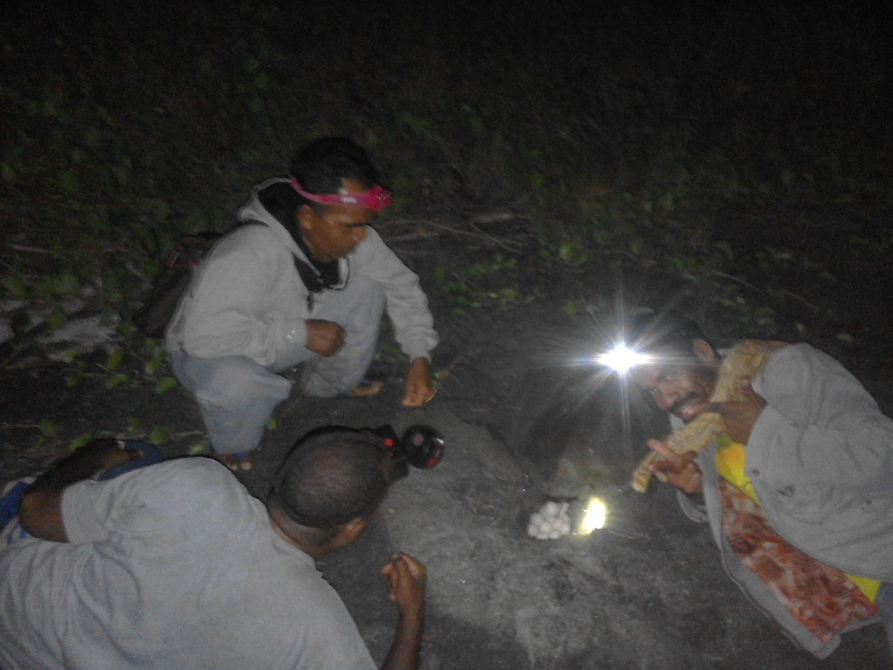 Digging up of sea turtle eggs to sell.