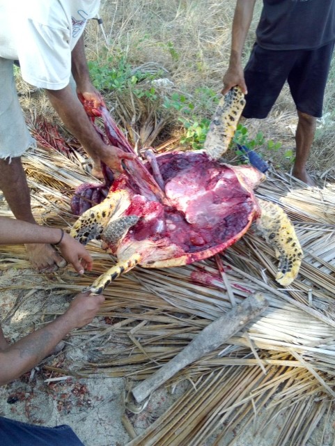 Hawksbill Sea turtle being slaughtered for meat.