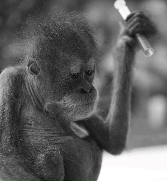 Leo, an orphan Orangutan at the SOCP Centre in Sumatra, photographed by Ted van der Hulst.
