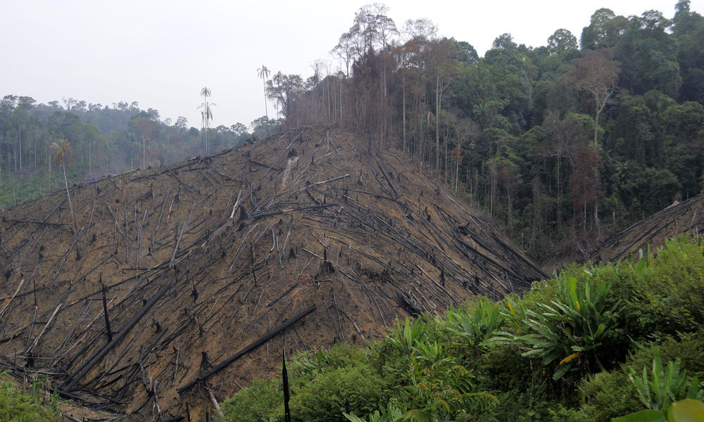 Their homes being destroyed to make room for palm oil production.