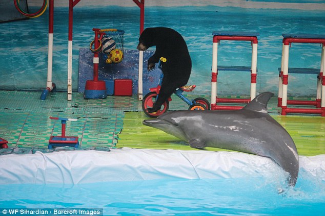 A dolphin is seen posing out of the water along with a juvenile sun bear, riding a bike in the background.