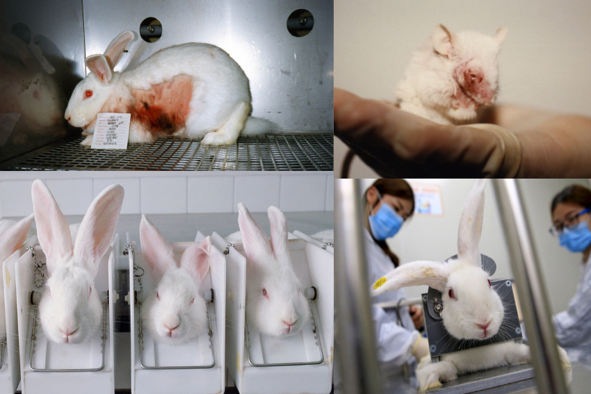 ANIMAL TESTING FOR COSMETICS – JAKARTA ANIMAL AID NETWORK ANIMAL TESTING FOR COSMETICS – JAKARTA ANIMAL AID NETWORK