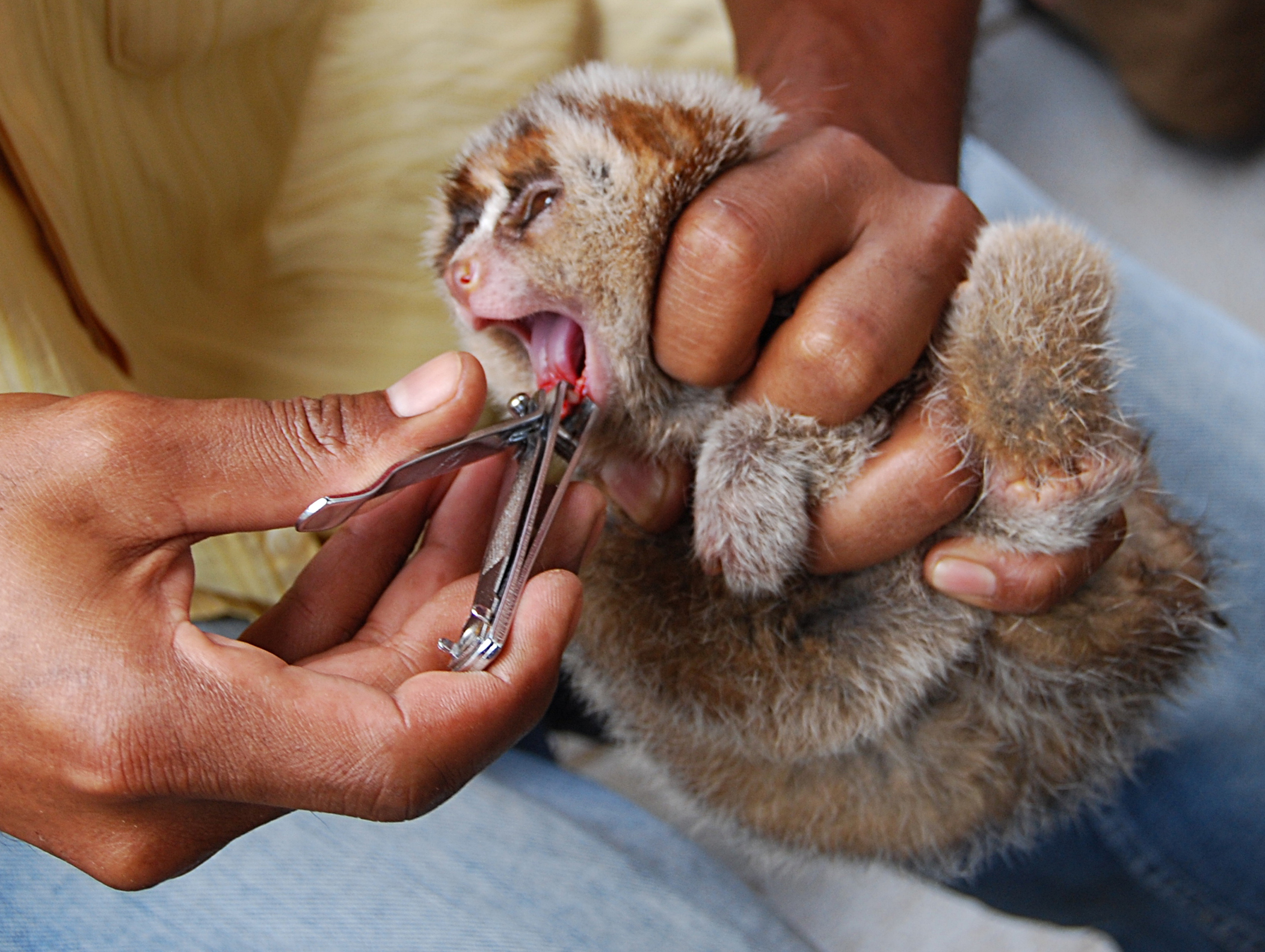 nycticebus_tooth_removal_01