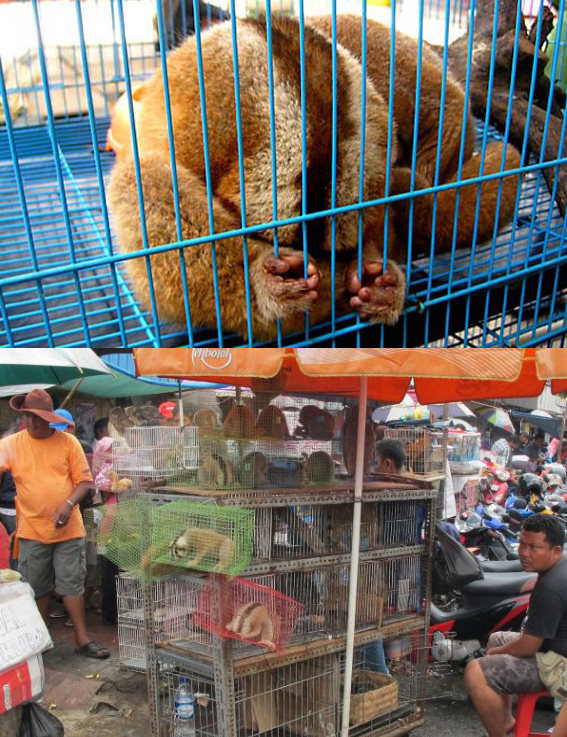 Slow Loris's being sold as pets at Jatinegara Market, Indonesia.