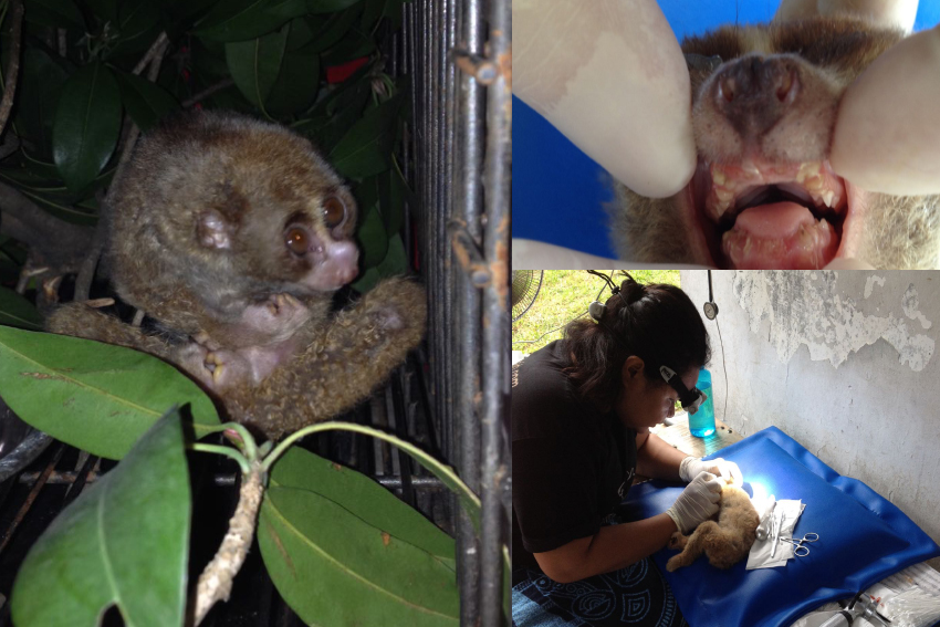 JAAN caring for a confiscated Slow Loris that had a huge bump on its nose due to a root infection from having its teeth clipped.