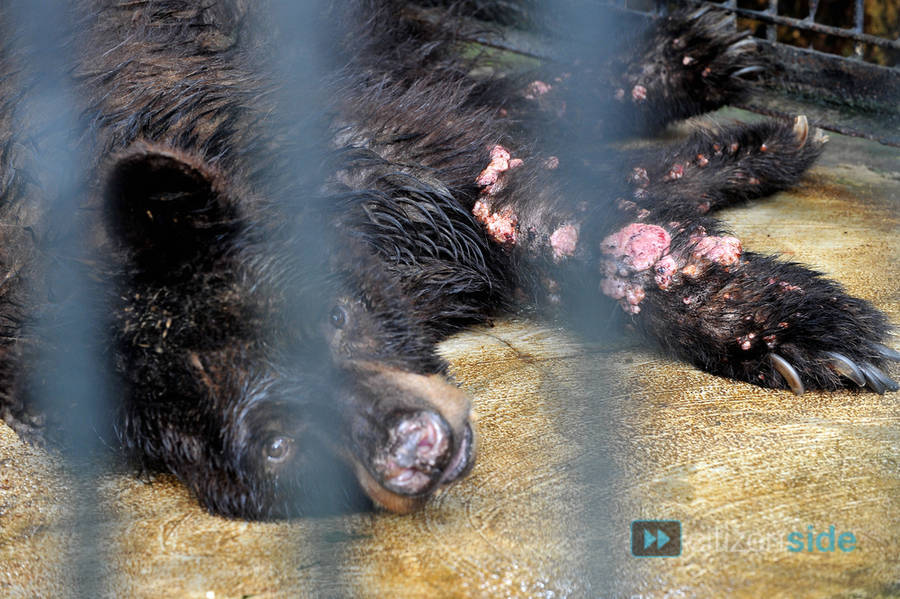 A bear with raw flesh exposed at Surabaya Zoo.