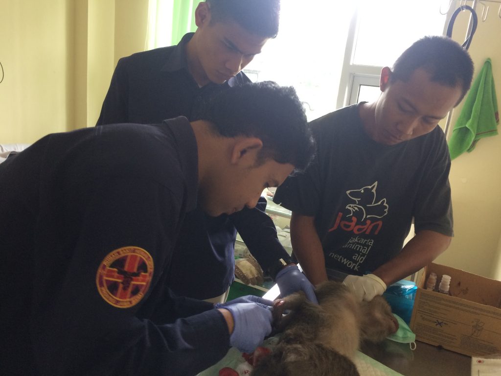 The team performing a medical check up after a recent rescue.