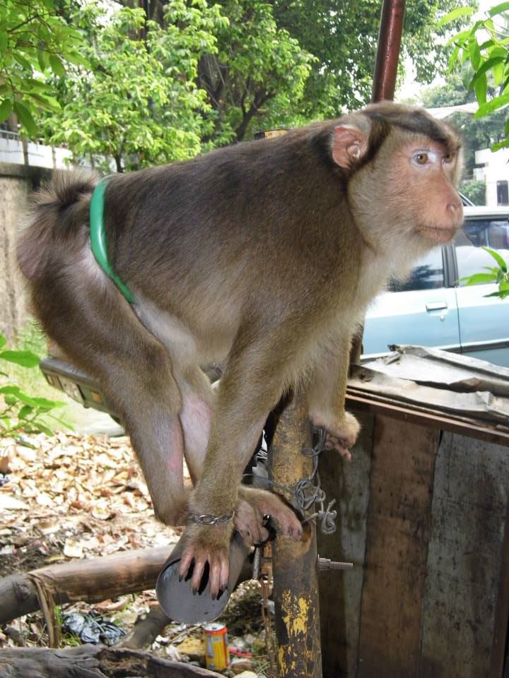 PRIMATES ARE NOT PETS JAKARTA ANIMAL AID NETWORK