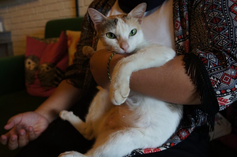 ‘CAT ADOPTION DAY’ AT THE CAT CABIN – JAKARTA ANIMAL AID NETWORK