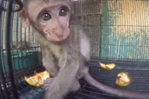 LONG TAILED MACAQUES SOLD AT MARKET – JAKARTA ANIMAL AID NETWORK